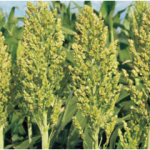 Sorghum