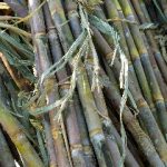 Image of Sugarcane